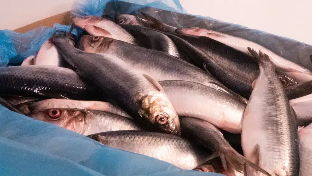 Produksjon av kosttilskuddet Romega® 5