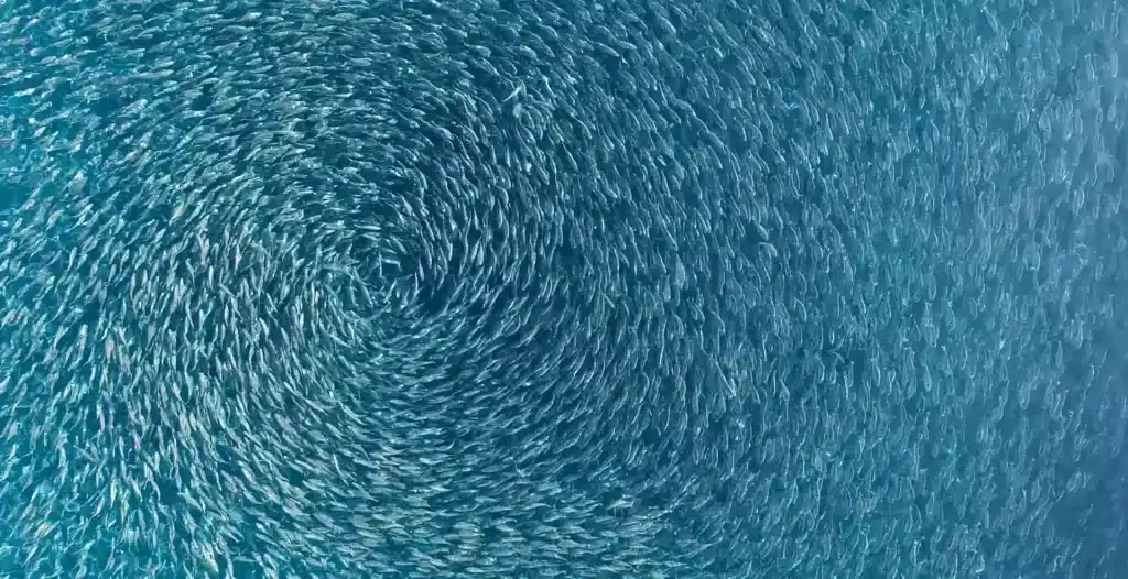 Omega-3 fra verdens mest bærekraftige fiskemat 5