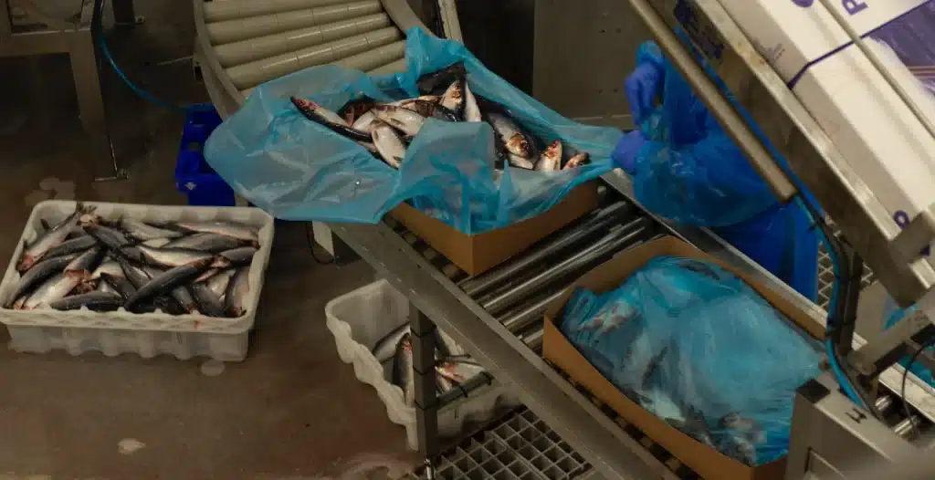 Herring roe - the perfect raw material 6