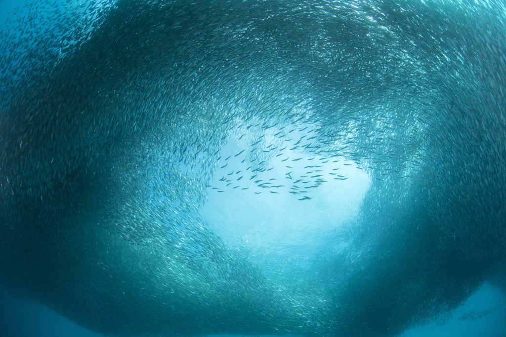 Silderognolje - En unik ingrediens 4