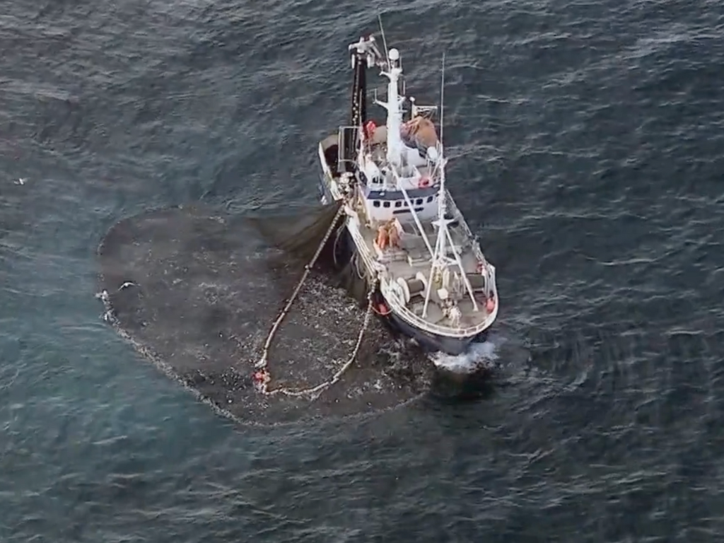 Silderognolje - En unik ingrediens 6