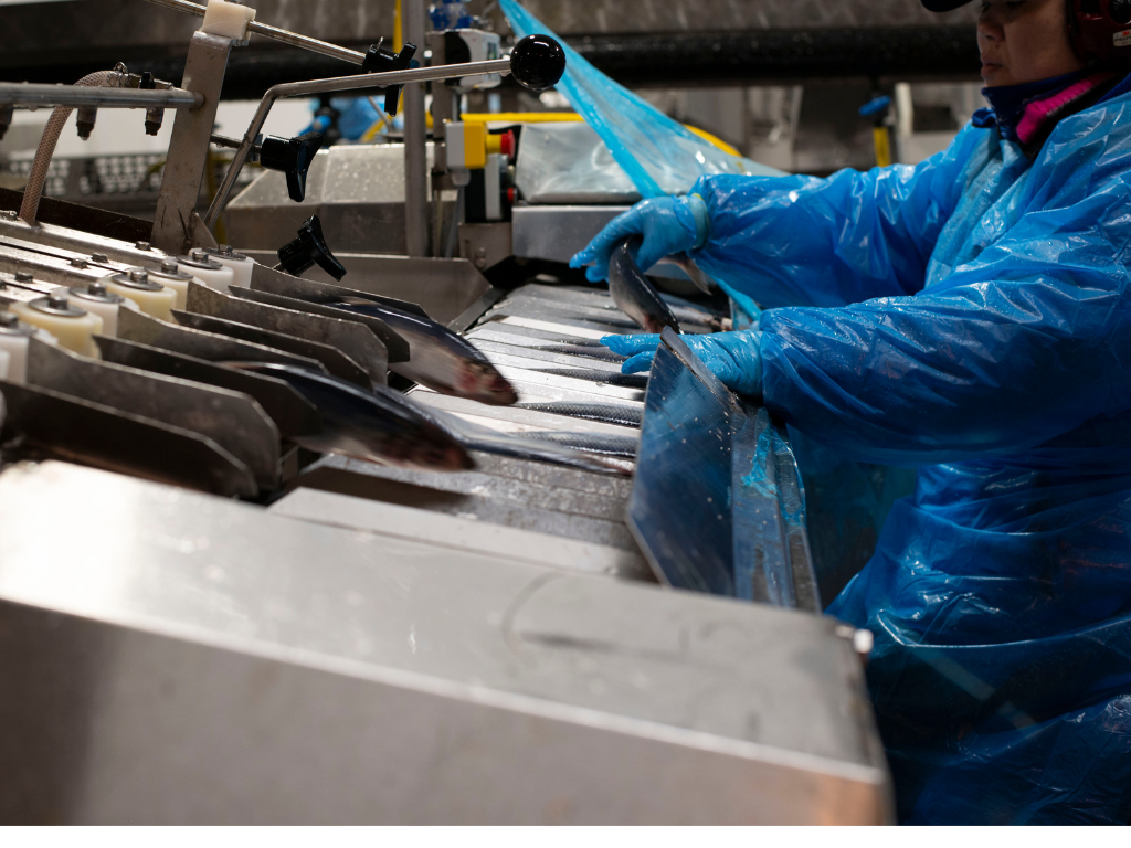 Silderognolje - En unik ingrediens 7